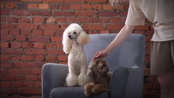 Δύο κανίς σε μια πολυθρόνα στο εσωτερικό μιας σοφίτας. Σκύλος σε φόντο τοίχου από τούβλα — Αρχείο Βίντεο