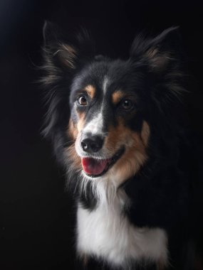 Bir çoban köpeğinin namlusundaki komik ifade