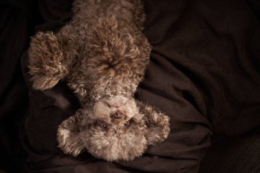 Şirin kıvırcık çikolatalı kaniş. Köpek bir oyuncak gibi. Güzel hayvan.