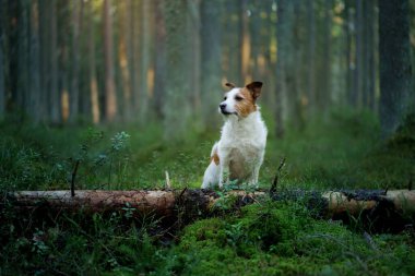 Ormanda yosunların üzerinde bir köpek. Jack Russell Terrier doğada. Evcil bir hayvanla yürü