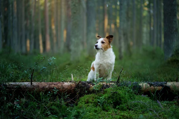 Hund im Wald auf dem Moos. Jack Russell Terrier in der Natur. Spaziergang mit einem Haustier — Stockfoto