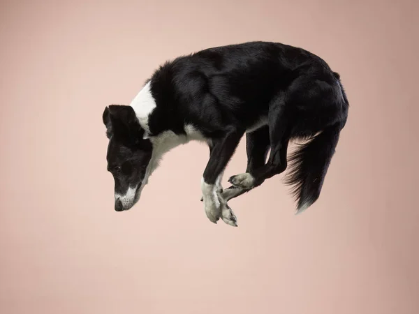 Lustiges aktives Hundespringen. glücklicher Pudel auf farbigem Hintergrund — Stockfoto