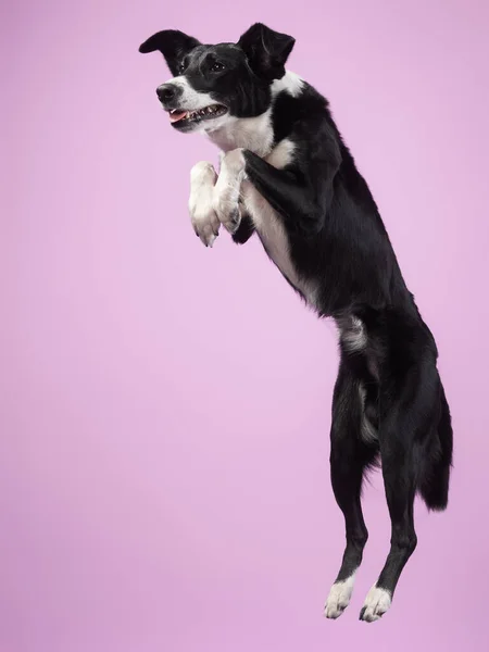 Funny active dog jumping. happy poodle on a color background — Stock Photo, Image