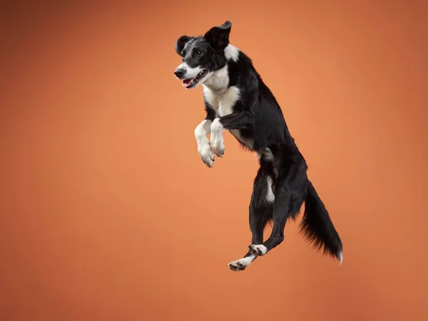 Drôle de saut de chien actif. caniche heureux sur un fond de couleur — Photo