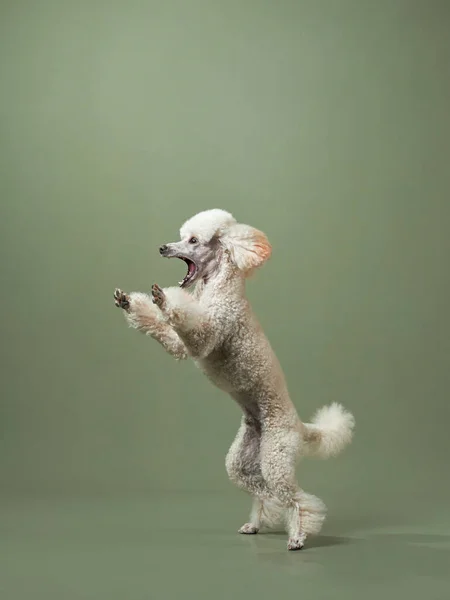 Divertido salto activo del perro. caniche feliz sobre fondo rosa —  Fotos de Stock