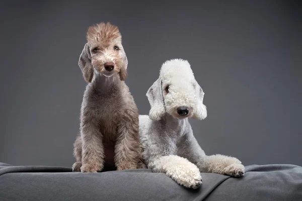 Deux chiens ensemble. Chiot et adulte Bedlington Terrier sur un fond sombre. — Photo