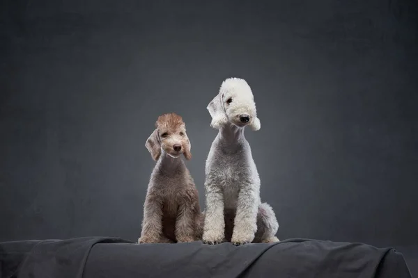 Deux chiens ensemble. Chiot et adulte Bedlington Terrier sur un fond sombre. — Photo