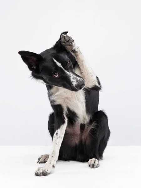 Funny dog. Happy Border Collie curve muzzle — Stock Photo, Image