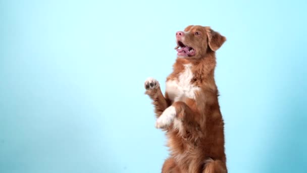 犬はトリックを示し、足を与えます。従順なノバスコシアダックトロールレトリバー — ストック動画