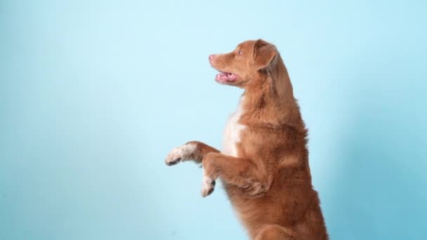 Hund zeigt Tricks, gibt Pfote. Gehorsamer Nova Scotia Duck Tolling Retriever — Stockvideo