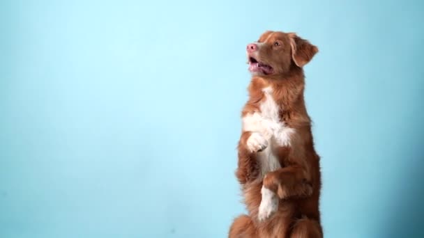 狗会耍把戏，会伸出爪子。新斯科舍省顺从的鸭托林猎犬 — 图库视频影像