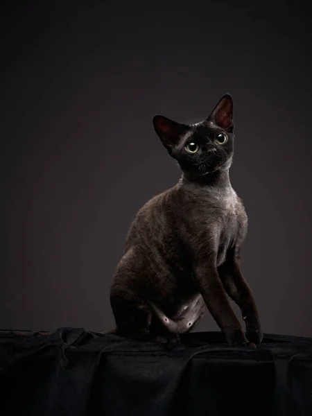 Svart kattunge på svart bakgrund. Devon Rex katt — Stockfoto