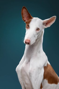 Stüdyoda kırmızı arka planda bir köpek. Zayıf İspanyol tazısı, podenko ibitsenko