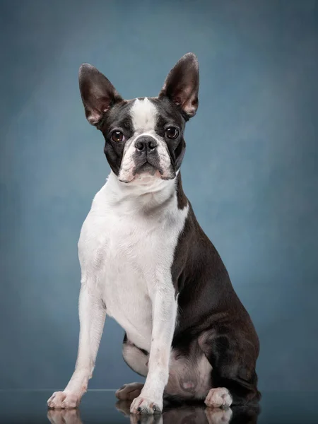 Ritratto di un cane su sfondo blu. — Foto Stock