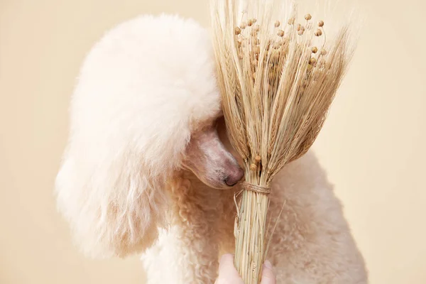 Porträtt av en hund. pudel på beige bakgrund — Stockfoto