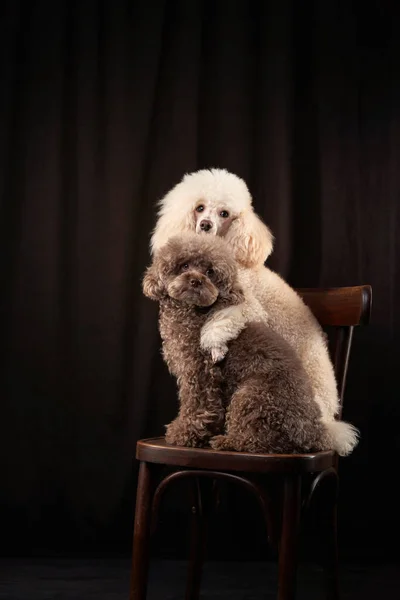 Due simpatici barboncini ricci al cioccolato. Il cane è come un giocattolo. Bellissimo animale domestico — Foto Stock