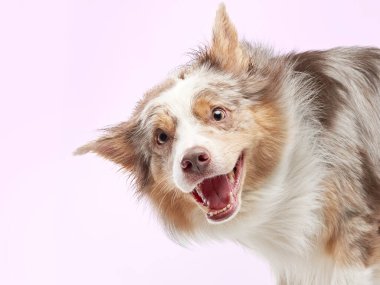 Komik köpek. Mutlu Sınır Collie eğrisi ağızlık