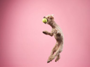 Komik aktif köpek atlayışı. Pembe arka planda mutlu kaniş