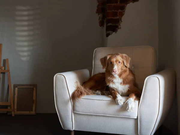 Kutya a széken. Nova Scotia kacsadíj retriever a stúdióban. — Stock Fotó
