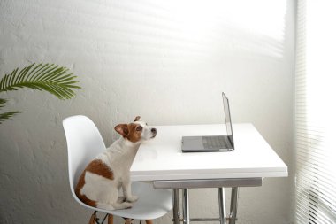 Dizüstü bilgisayarın arkasındaki köpek. Jack Russell Terrier hafif bir ofiste