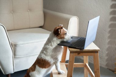 Dizüstü bilgisayarın arkasındaki köpek. Jack Russell Terrier hafif bir ofiste