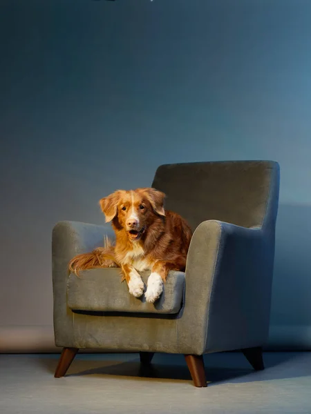 Perro en una silla. nova Scotia pato peaje recuperador en el estudio. —  Fotos de Stock