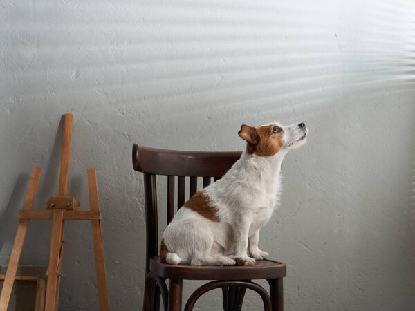 the dog sits on a chair against the background of a textured wall. creative workshop