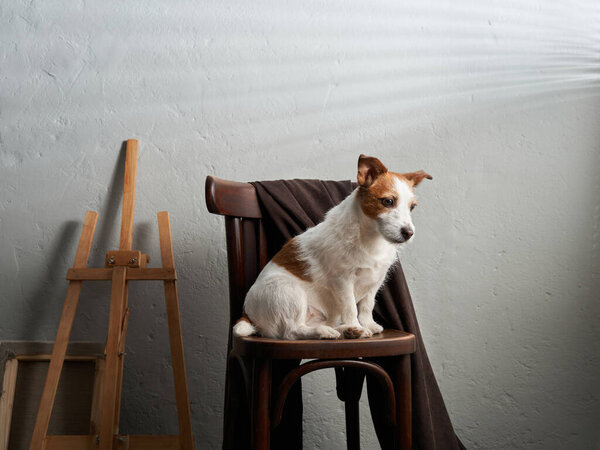 the dog sits on a chair against the background of a textured wall. creative workshop