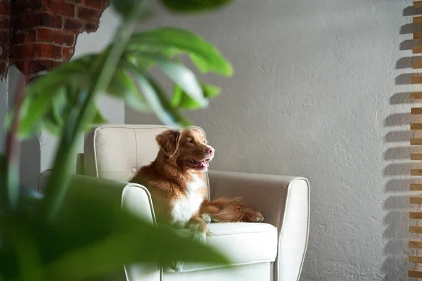 Pies na krześle. nova Scotia kaczka tolling retriever w studio. — Zdjęcie stockowe