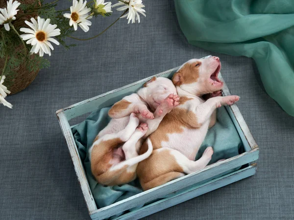 Novorozená štěňátka ve výzdobě. pes španělský chrt. — Stock fotografie