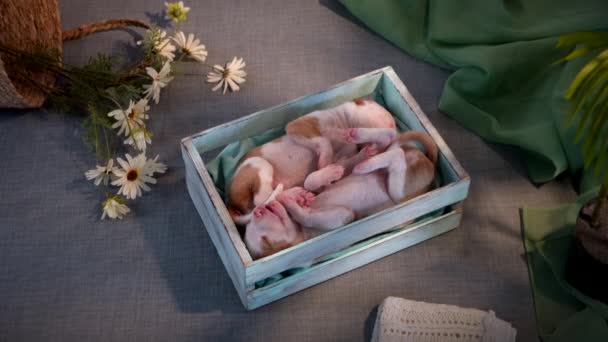 Newborn puppies in the decor. dog Spanish greyhound. — Stock Video