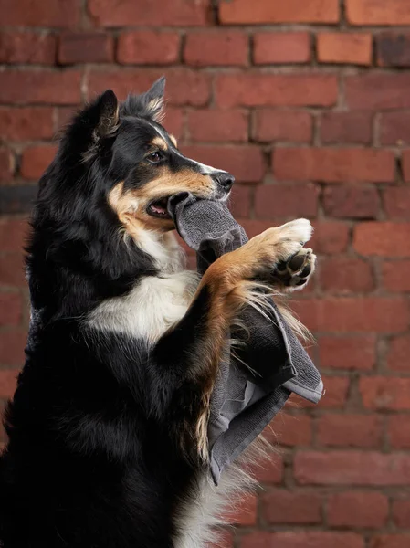 Hund efter dusch. Gränskulla i en gul handduk. Husdjurstvätt — Stockfoto