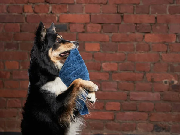 Dog after shower. Border collie in a yellow towel. Pet wash — Stock Photo, Image