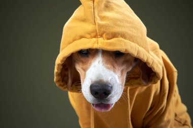 Kapüşonlu komik köpek. Sarı kazaklı evcil hayvan. Beagle.