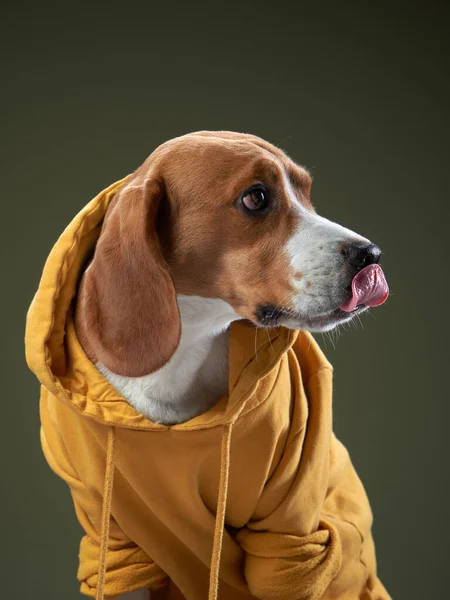 Cão engraçado num capuz. Pet em uma camisola amarela. Águia — Fotografia de Stock