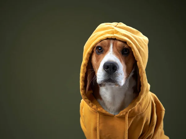 Funny dog in a hood. Pet in a yellow sweatshirt. beagle — Stock Photo, Image