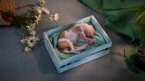 Novorozená štěňátka ve výzdobě. pes španělský chrt. — Stock video