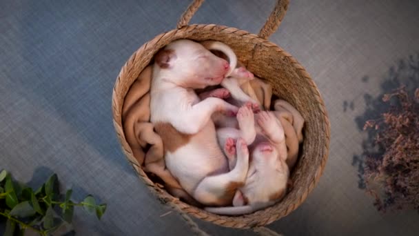Filhotes recém-nascidos na decoração. cão espanhol galgo. — Vídeo de Stock