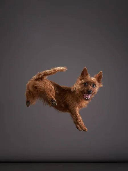 Забавный активный собачий прыжок. счастливый пудель на цветном фоне — стоковое фото