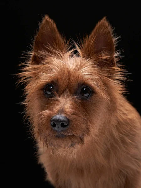 Lustiger roter Hund, Porträt in Nahaufnahme. Australischer Terrier auf schwarzem Hintergrund — Stockfoto