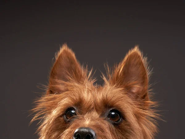 Cão vermelho engraçado, retrato de perto. australian terrier em fundo preto — Fotografia de Stock