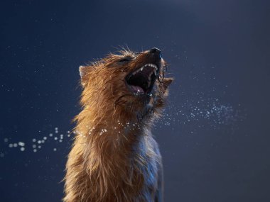 Komik köpek. Avusturalya Teriyer eğrisi ağızlığı