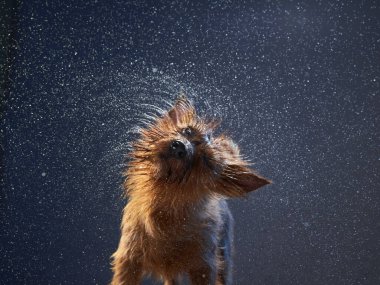 Komik köpek. Avusturalya Teriyer eğrisi ağızlığı