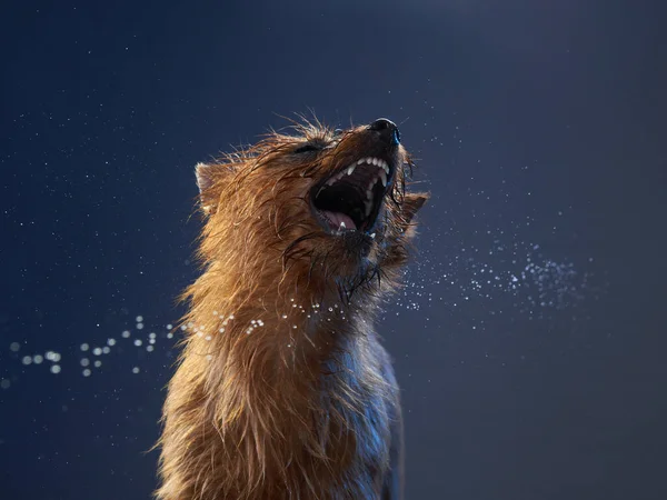 Lustiger Hund. Maulkorb für australische Terrier — Stockfoto