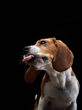 Köpek dilini dışarı çıkardı. Siyah arkaplanda av köpeği