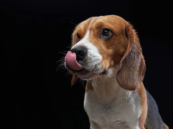 Streckte der Hund seine Zunge aus. Beagle auf schwarzem Hintergrund — Stockfoto