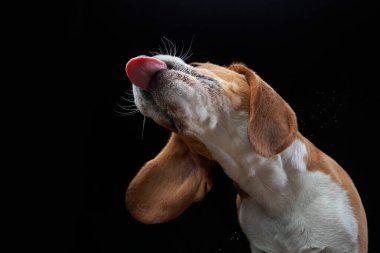 Köpek dilini dışarı çıkardı. Siyah arkaplanda av köpeği