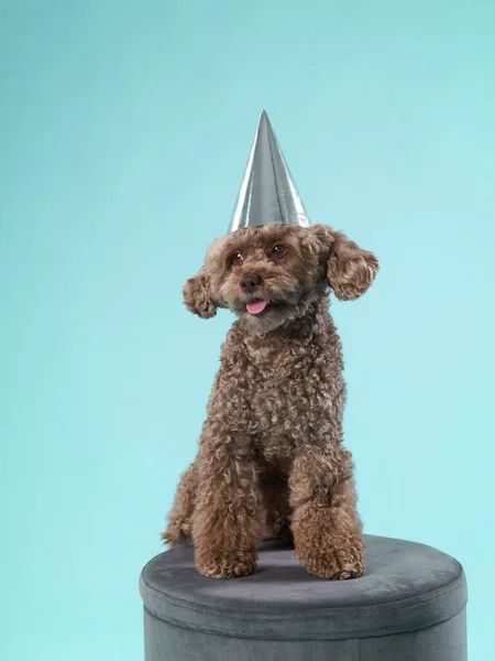 Perro en una gorra festiva. Nova Scotia Duck Tolling Retriever sobre un fondo azul. — Foto de Stock