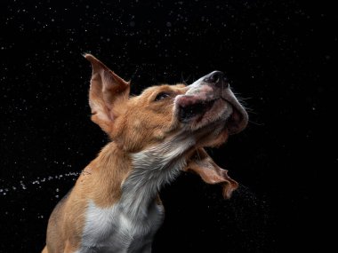 Köpek sallanıyor, püskürtüyor, kanatlanıyor. Islak evcil hayvan. Komik köpek.