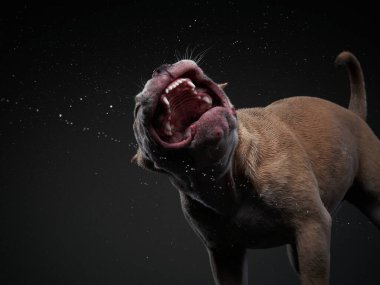 Köpek sallanıyor, püskürtüyor, kanatlanıyor. Islak evcil hayvan. Komik köpek.